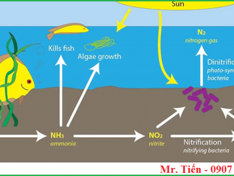 Ảnh hưởng của nồng độ ion Nitrit NO2- Nitrate NO3- ở trong nước và đất