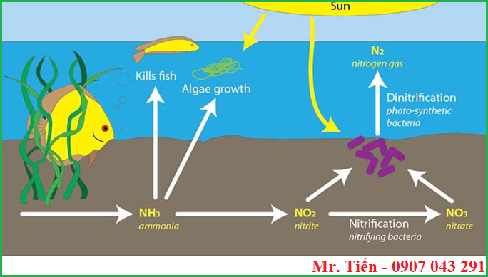 Ảnh hưởng của nồng độ ion Nitrit NO2- Nitrate NO3- ở trong nước và đất