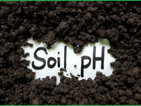 Độ pH đất (Soil pH) là gì? Vai trò ảnh hưởng và tầm quan trọng của pH đất đối với cây trồng