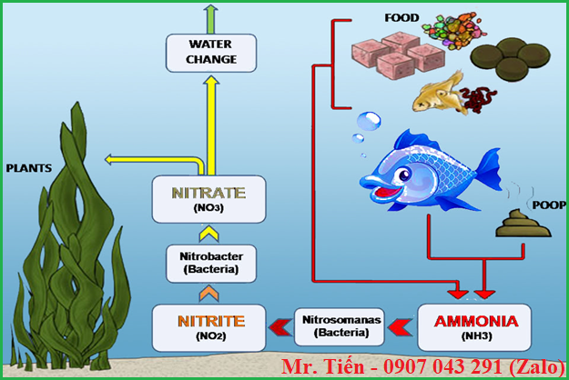 Sự chuyển hóa các hợp chất Nitơ ở trong nước